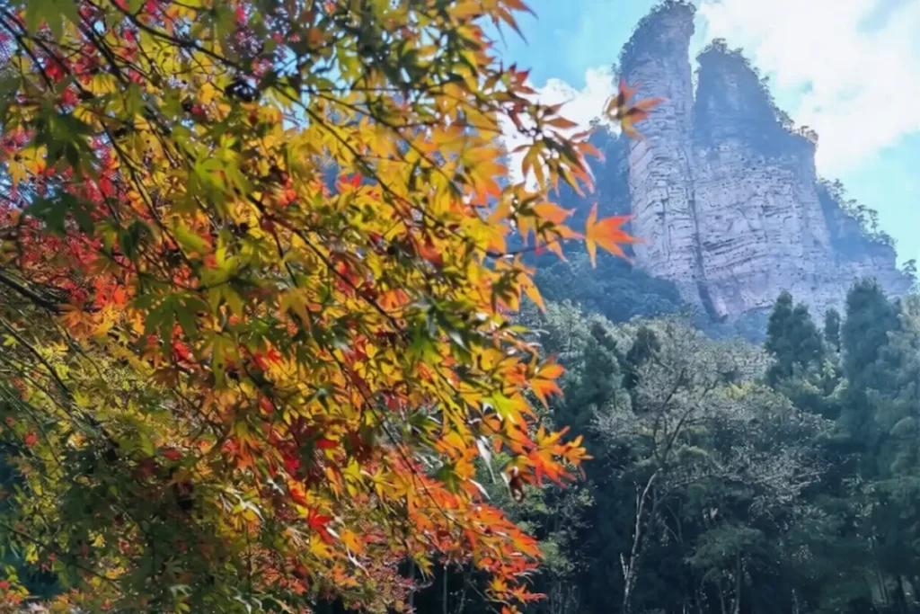 Autumn foliage and clear sky at Zhangjiajie national forest park best time to visit